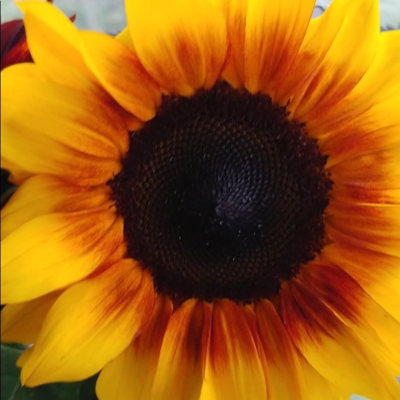 Meet your Posher, Selena - Picture 1 of 1